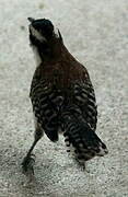 Rufous-naped Wren