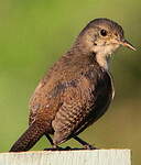 Troglodyte austral