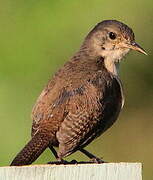 Troglodyte austral