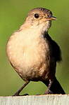 Troglodyte austral