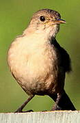 Troglodyte austral
