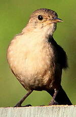 Troglodyte austral