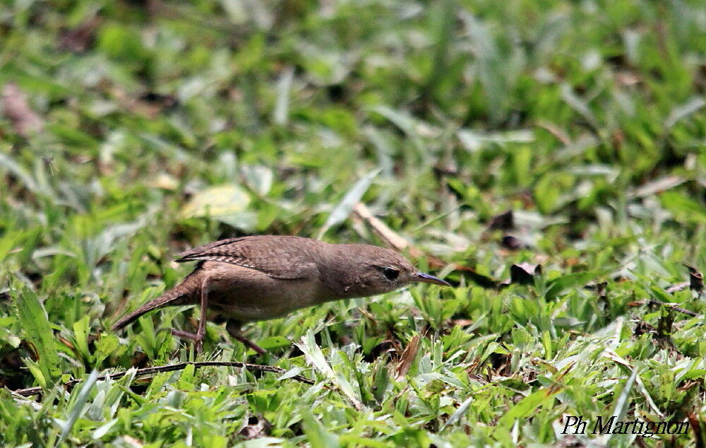Southern House Wren