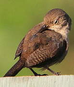 Troglodyte austral