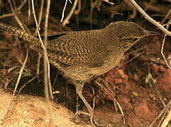 House Wren