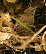 House Wren