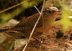 House Wren