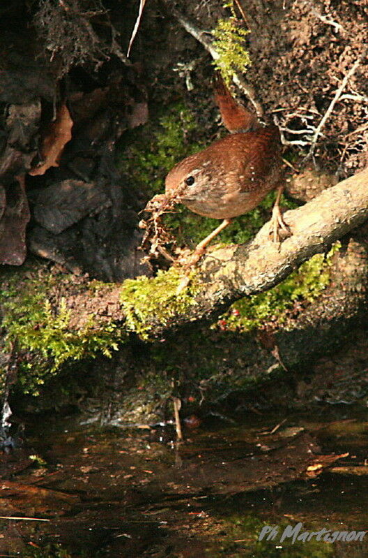 Troglodyte mignon, Comportement