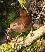 Eurasian Wren