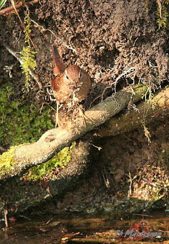 Troglodyte mignon, Comportement