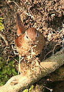 Eurasian Wren