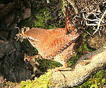 Eurasian Wren