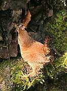 Eurasian Wren