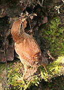 Eurasian Wren