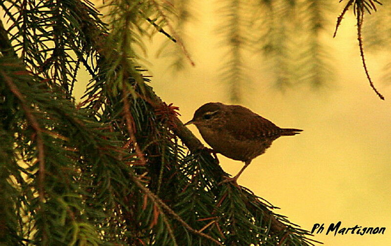 Eurasian Wren