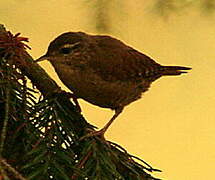 Eurasian Wren