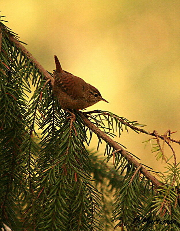 Eurasian Wren