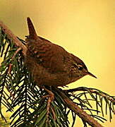 Eurasian Wren