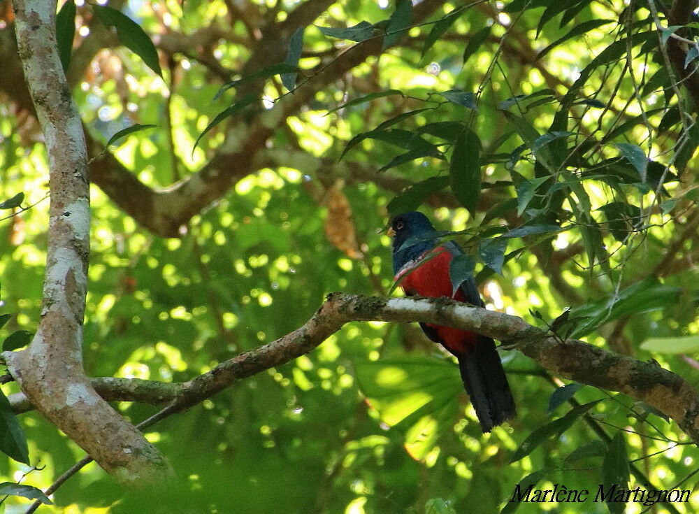 Black-tailed Trogon, identification