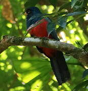 Black-tailed Trogon