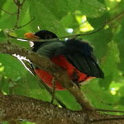 Black-tailed Trogon