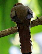 Northern Black-throated Trogon