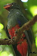 Slaty-tailed Trogon