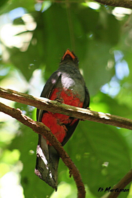 Trogon de Masséna, identification