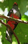 Trogon de Masséna