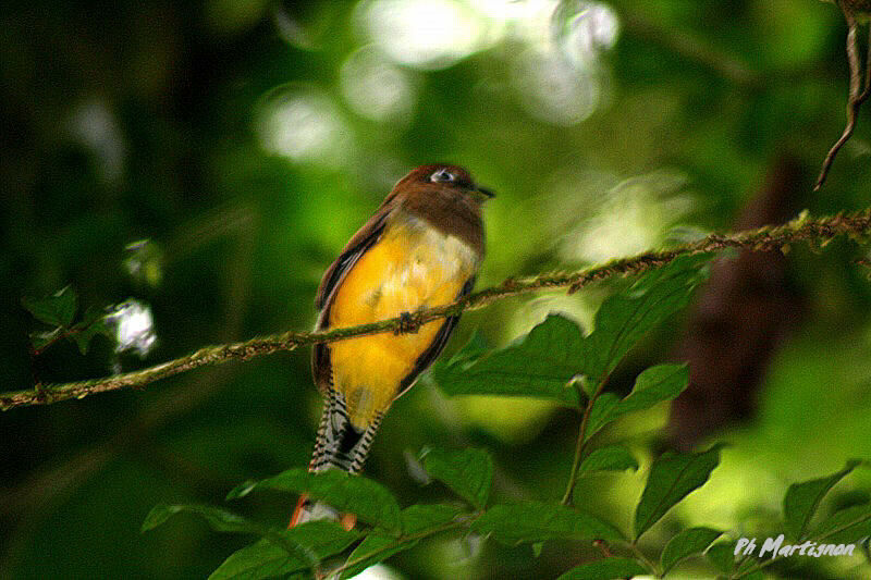 Guianan Trogon, identification