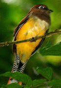 Guianan Trogon