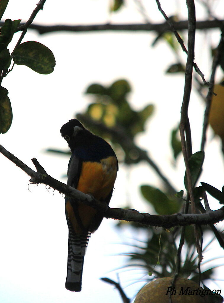 Guianan Trogon