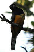 Guianan Trogon