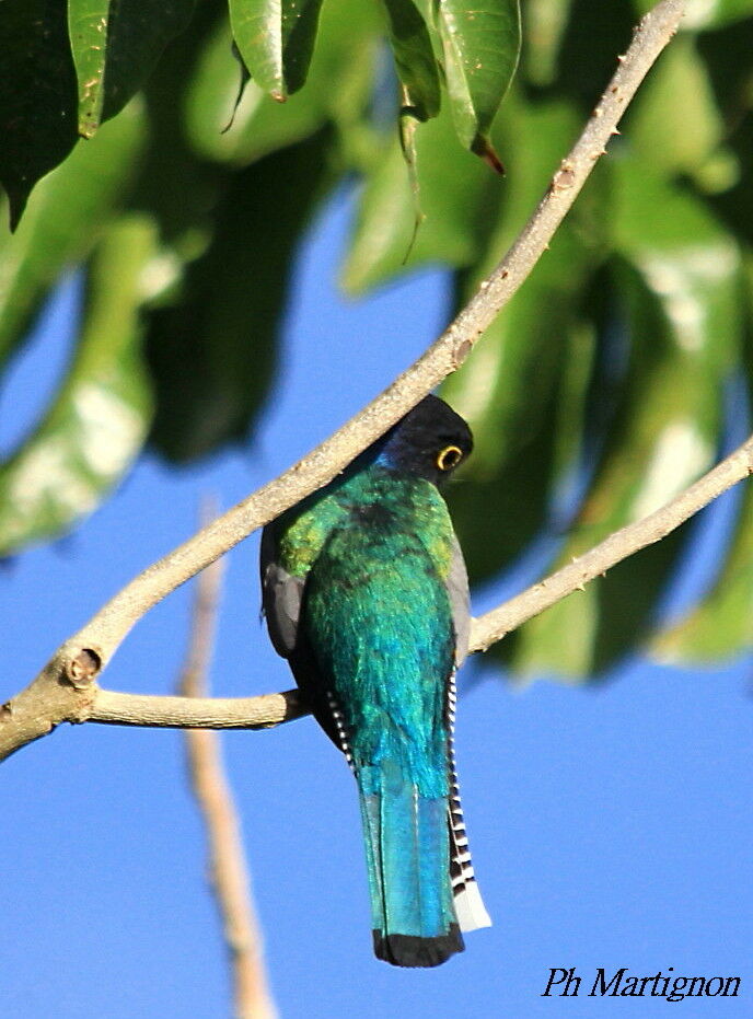 Guianan Trogon