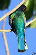 Guianan Trogon