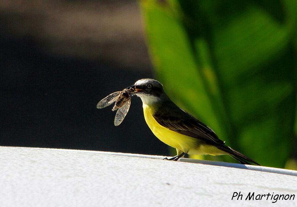 Grey-capped Flycatcher, identification, eats