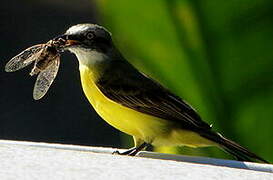 Grey-capped Flycatcher