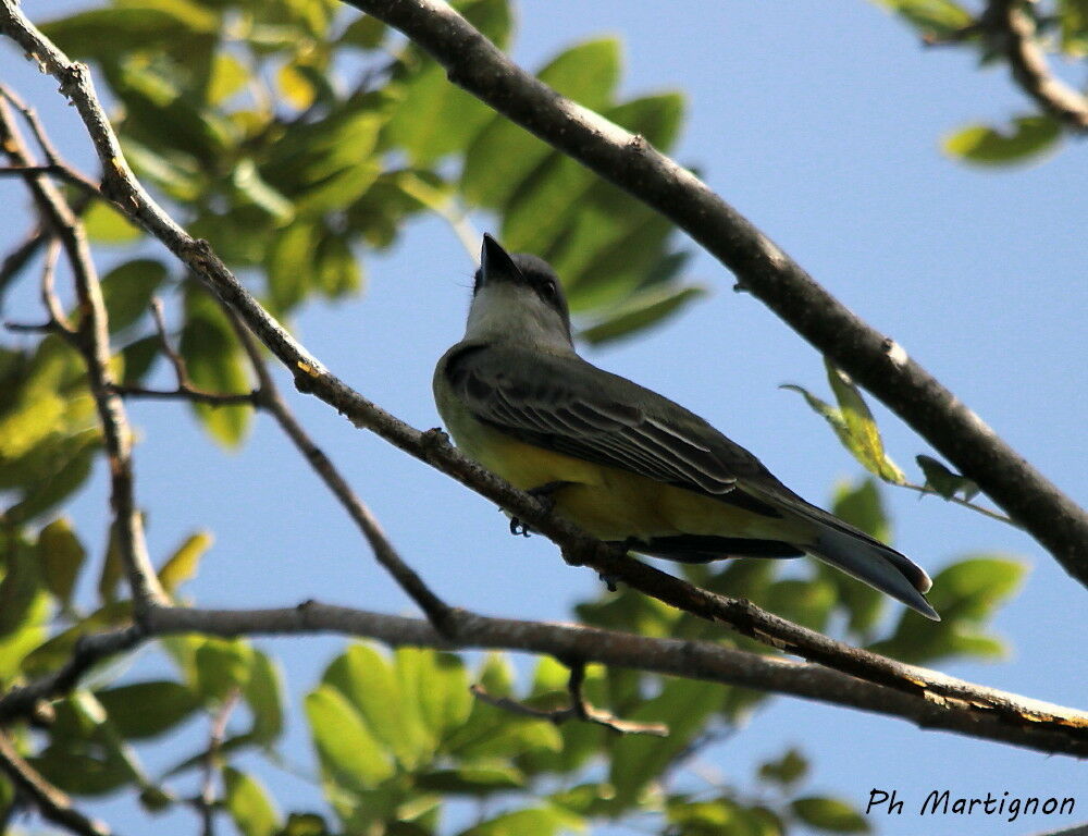 Tyran à tête grise, identification