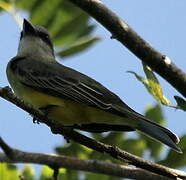 Grey-capped Flycatcher