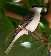 Grey Kingbird