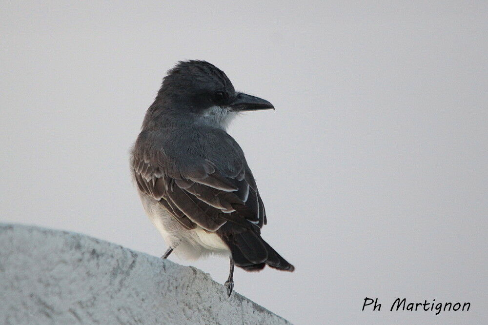 Grey Kingbird, identification