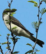 Grey Kingbird