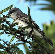 Grey Kingbird