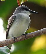 Grey Kingbird