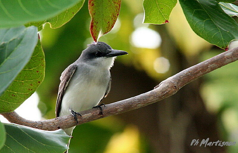 Grey Kingbird