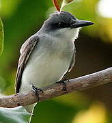 Grey Kingbird