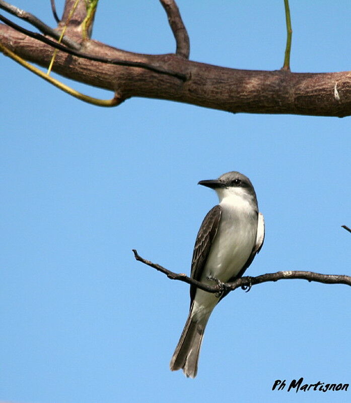 Grey Kingbird