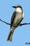 Grey Kingbird