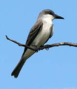 Grey Kingbird