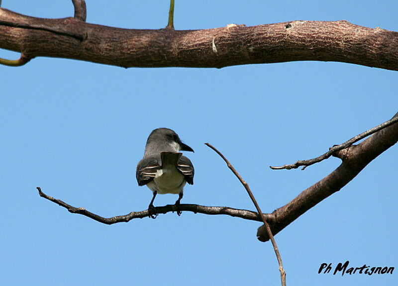 Grey Kingbird